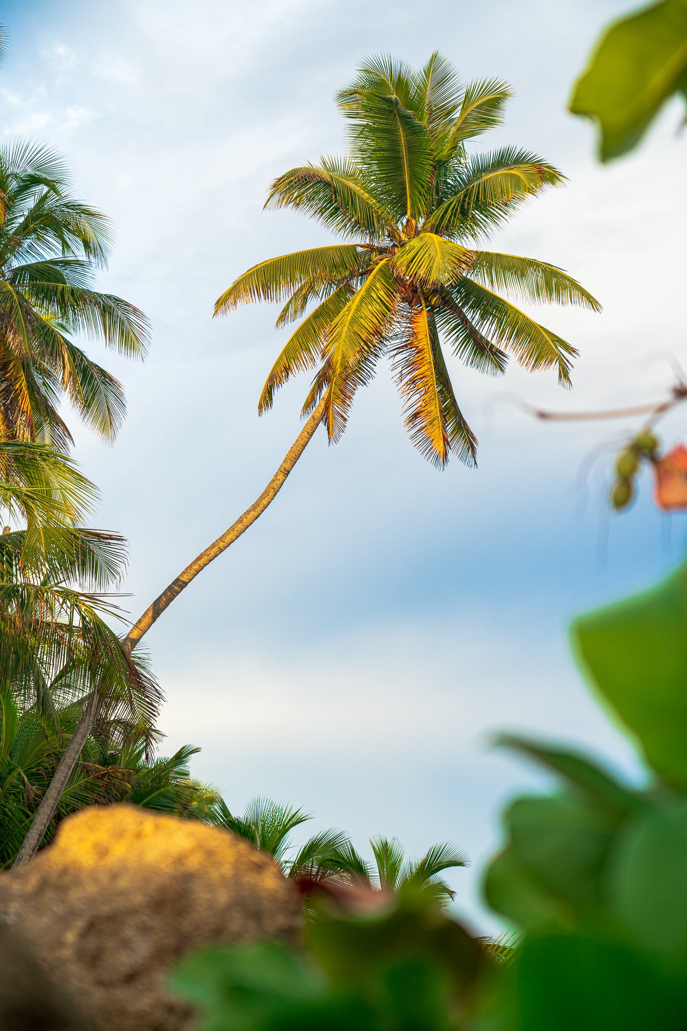 Puerto Rican Palm